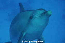 Dolphin's smiling face. Snorkeling on Shaab el Erg reef n... by Vitaly Vinogradov 